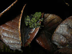 Image of Webb's Madagascar Frog