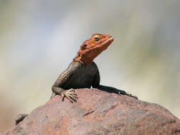 Image of Namib Rock Agama