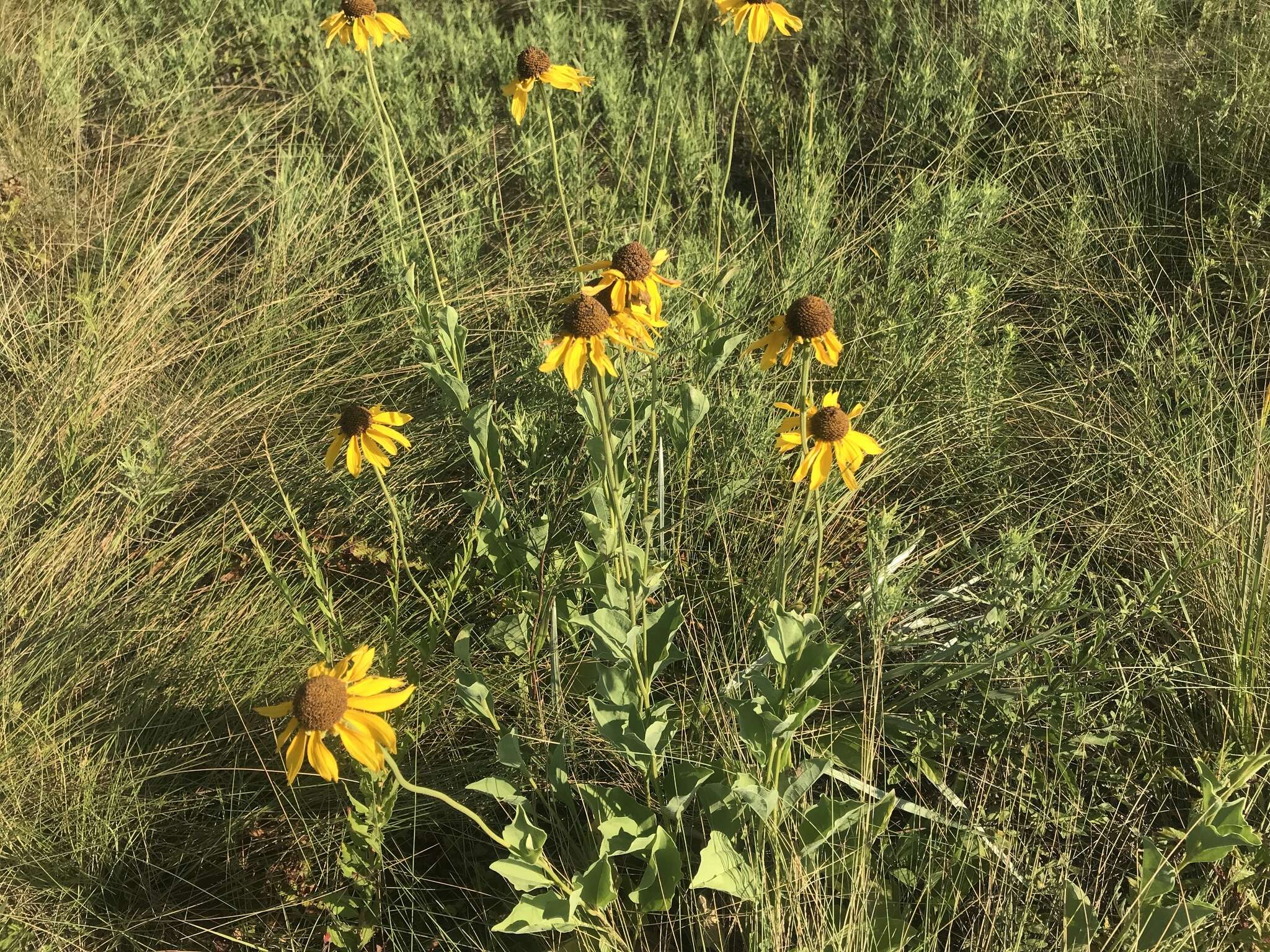 Image of rough coneflower