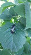 Image of Citrus long-horned beetle