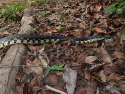 Image of Malagasy hognose snake