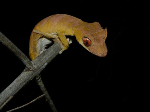 Image of Leaf-tailed gecko