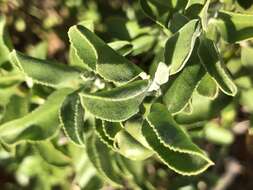 صورة Eremophila serrulata (A. DC.) Druce