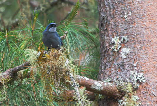 Image of Dwarf Jay