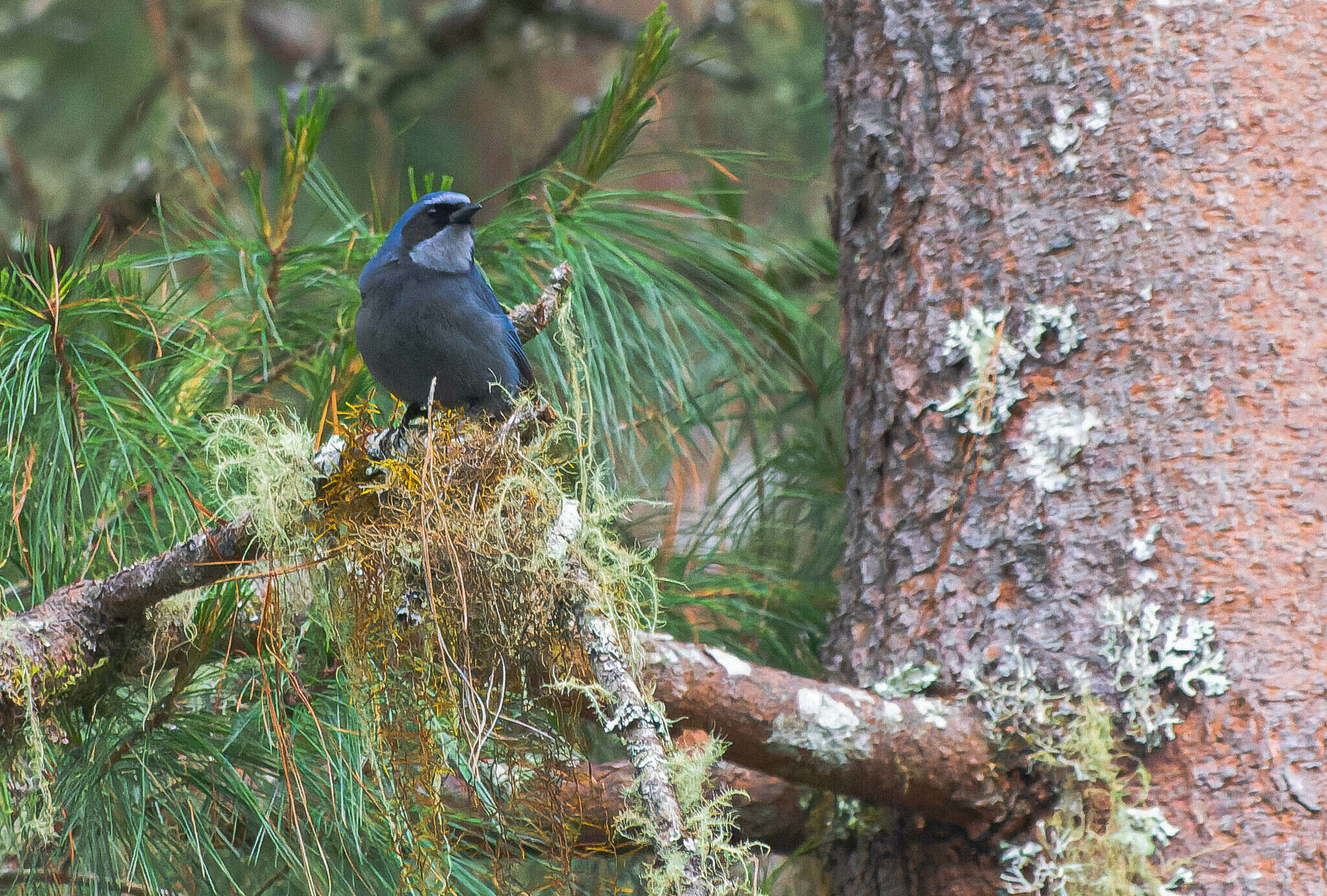 Image of Dwarf Jay