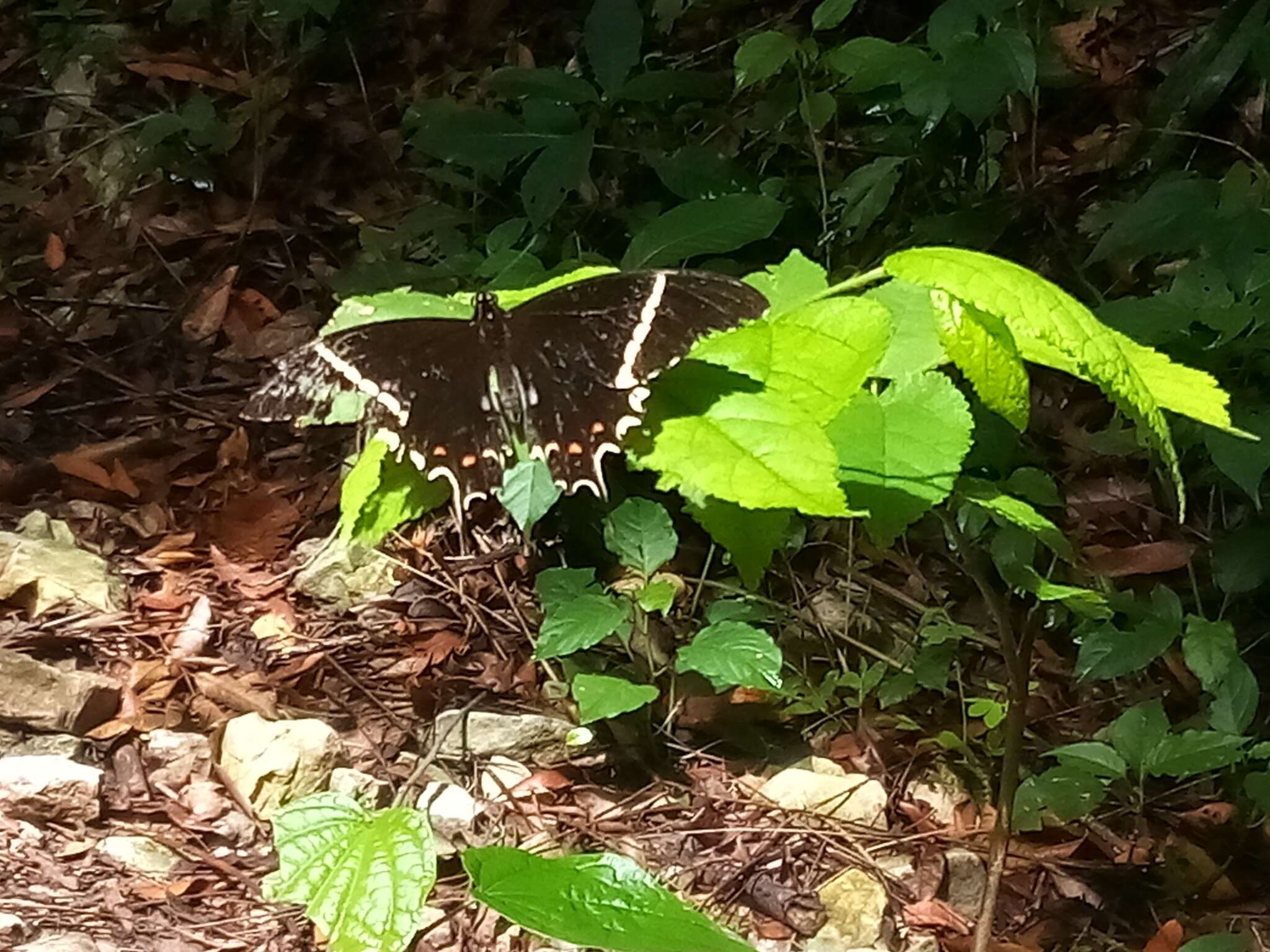 Слика од Papilio pelaus Fabricius 1775