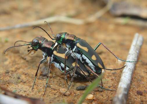 Image de Cicindela (Ancylia) guttata Wiedemann 1823