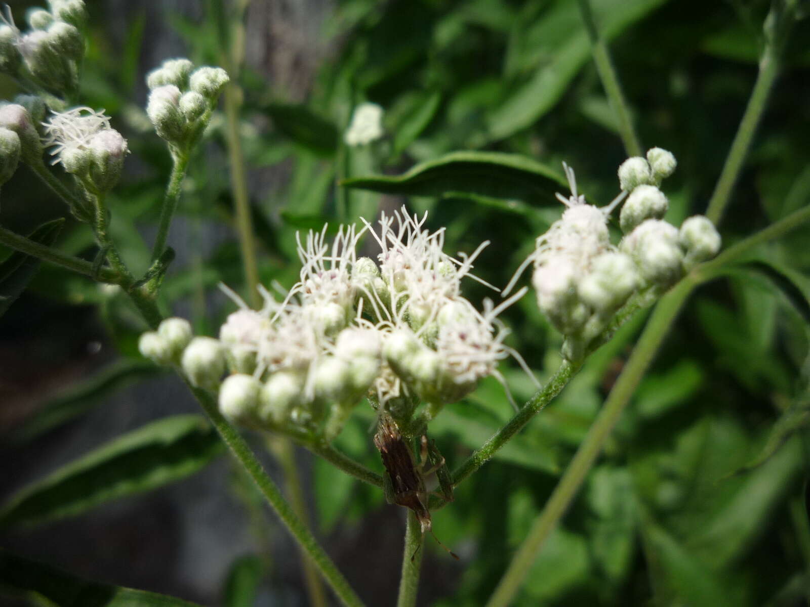 Image of lateflowering thoroughwort