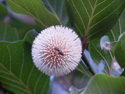 Image of Nauclea latifolia Sm.