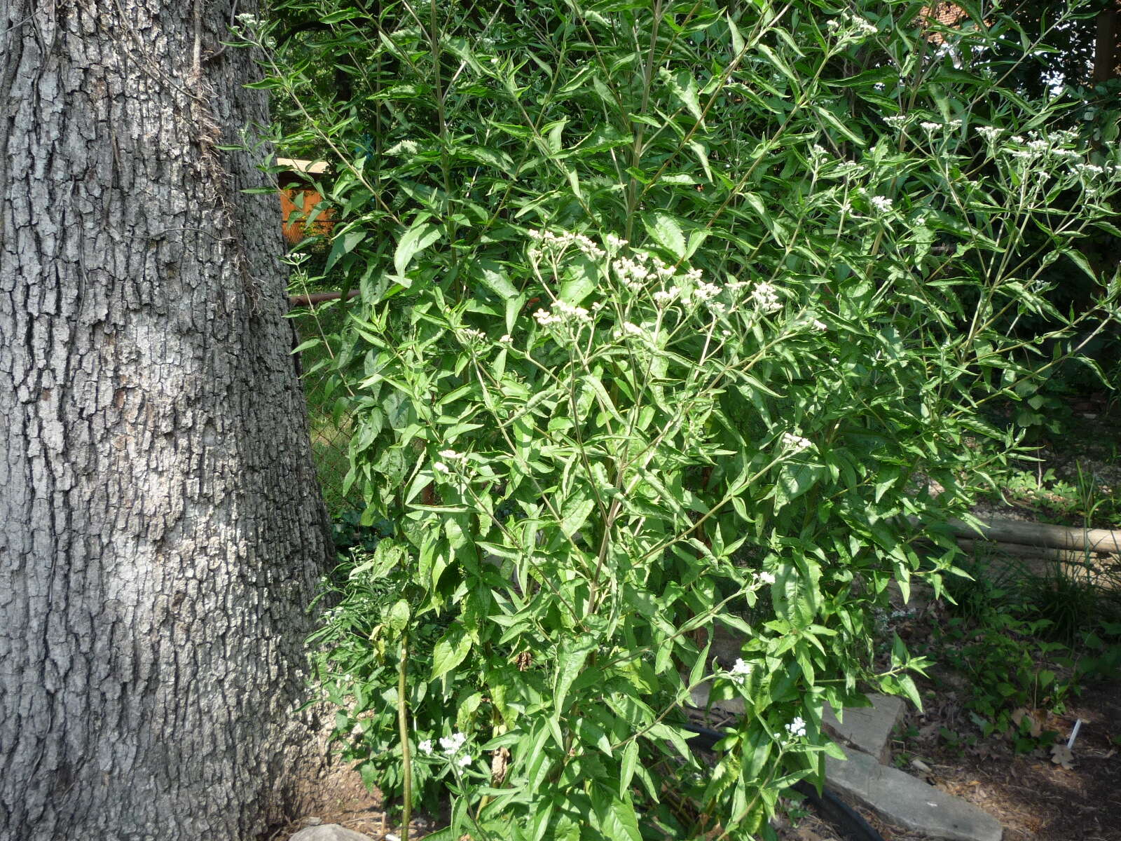 Image of lateflowering thoroughwort