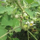 Image of Solanum pseudolulo C. B. Heiser