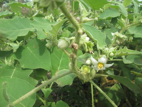 Image de Solanum pseudolulo C. B. Heiser