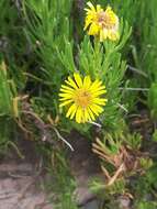 Image of Limbarda crithmoides subsp. longifolia (Arcang.) Greuter