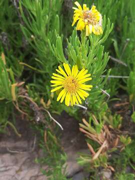 Image of Limbarda crithmoides subsp. longifolia (Arcang.) Greuter