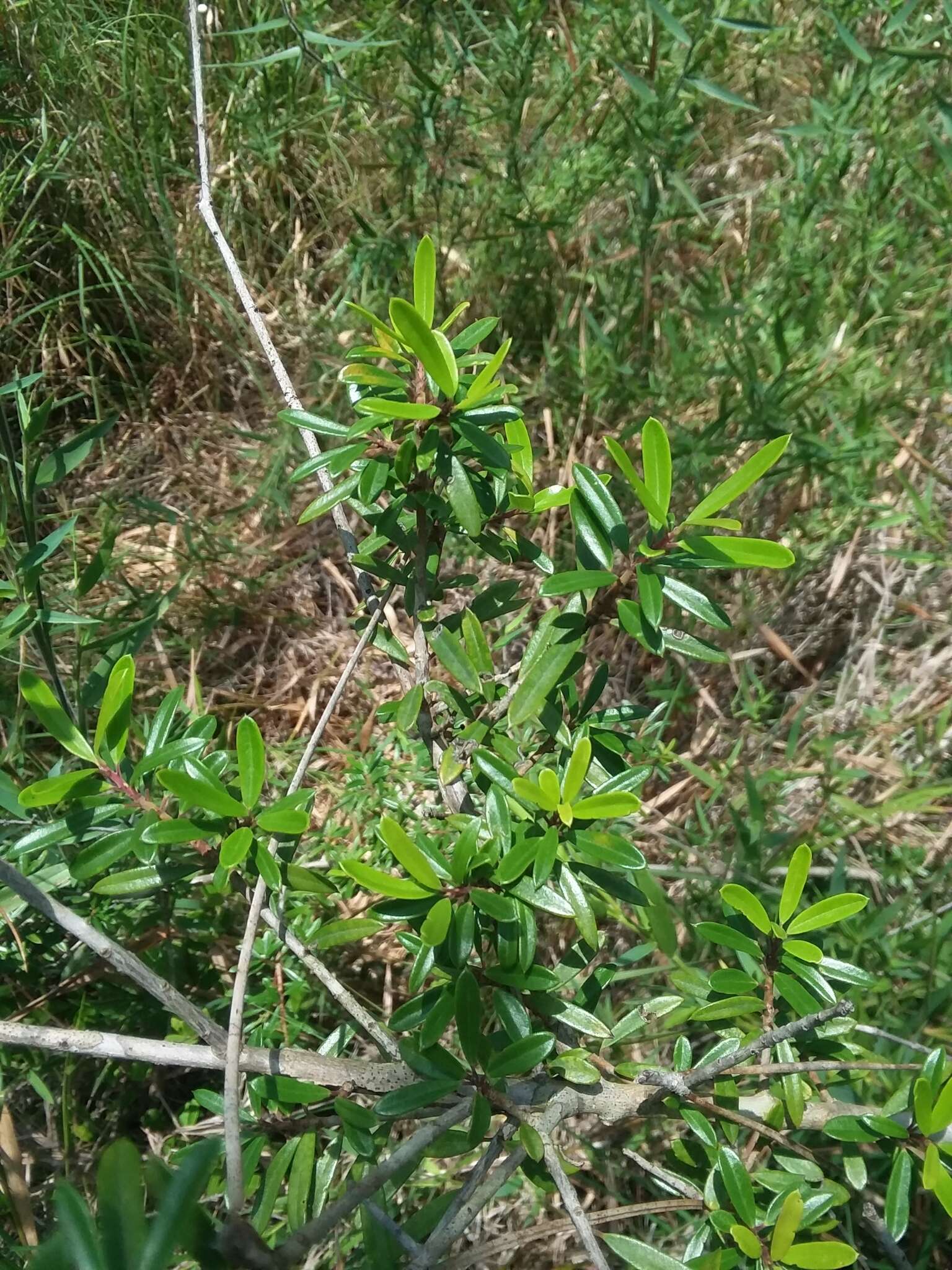 Imagem de Ilex myrtifolia Lam.