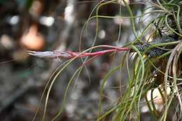 Image of Tillandsia butzii Mez