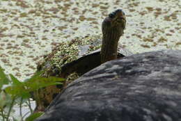 Image of Indian Roofed Turtle