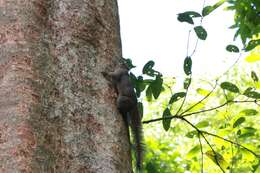 Plancia ëd Callosciurus inornatus (Gray 1867)