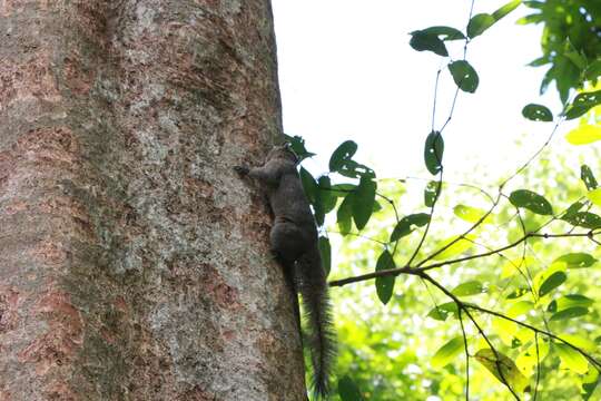 Imagem de Callosciurus inornatus (Gray 1867)