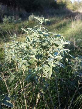 Image of horehound