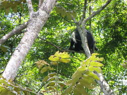 Colobus angolensis palliatus Peters 1868 resmi