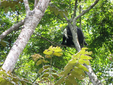 Sivun Colobus angolensis palliatus Peters 1868 kuva