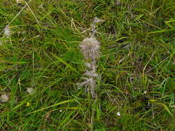 Image of carline thistle