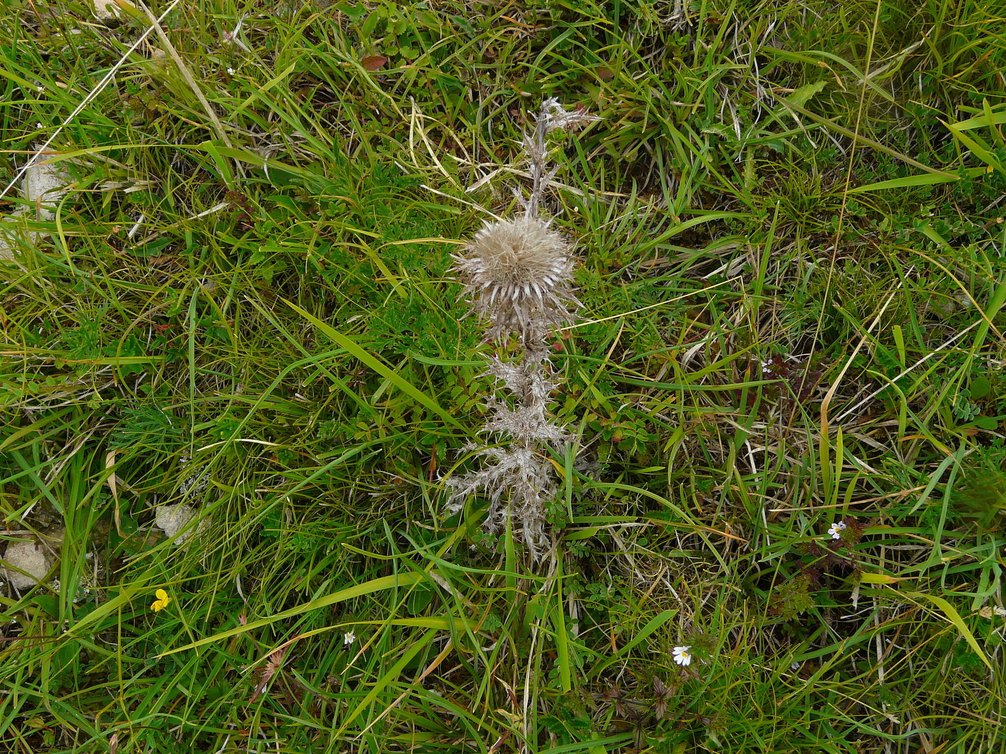 Image of carline thistle