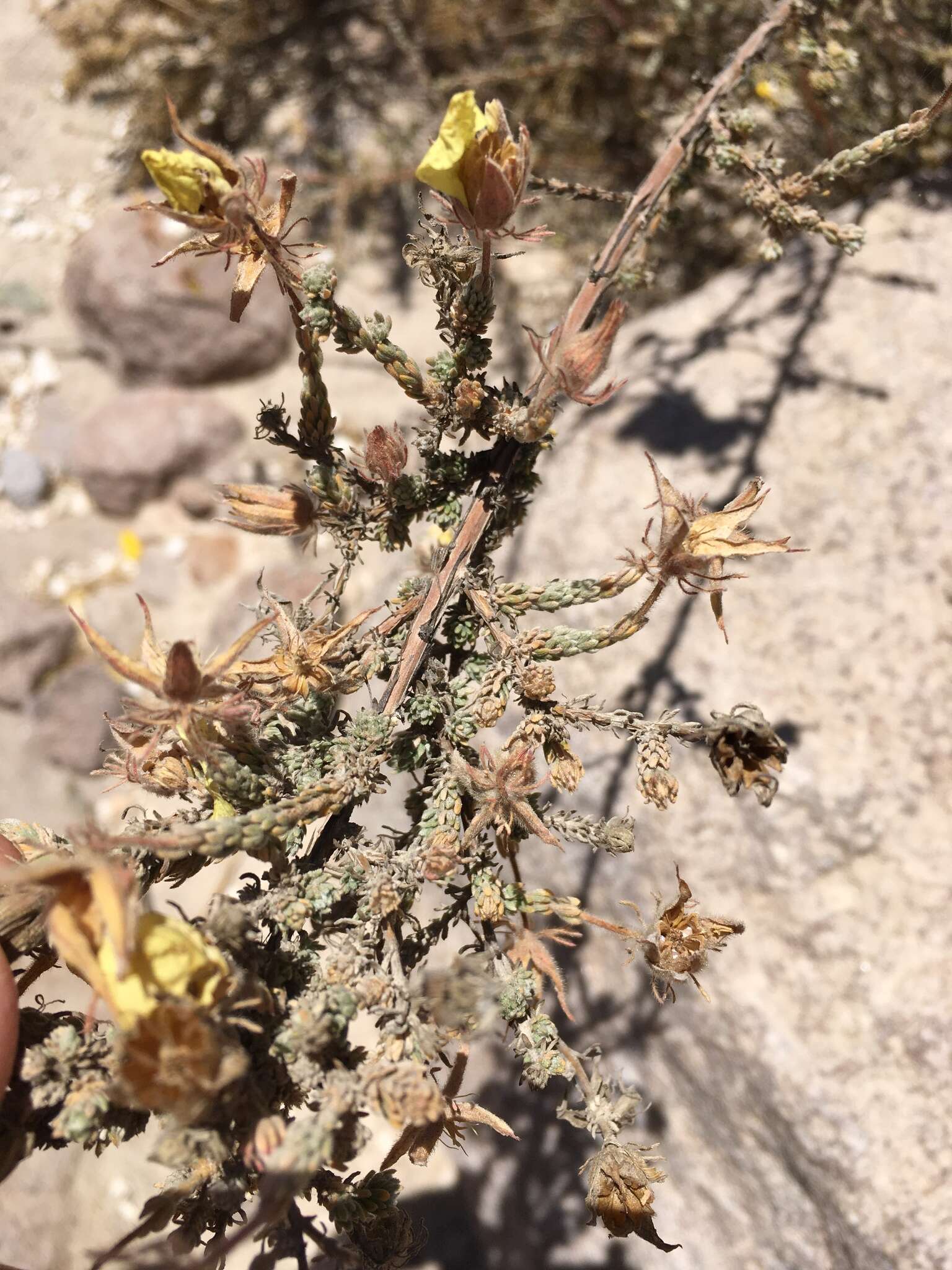 Sivun Balbisia microphylla (Phil.) Reiche kuva