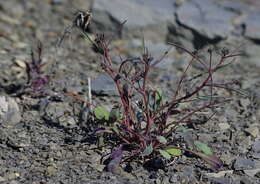 Askellia elegans (Hook.) W. A. Weber resmi