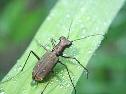 Cylindera (Ifasina) kaleea yedoensis (Kano 1933) resmi