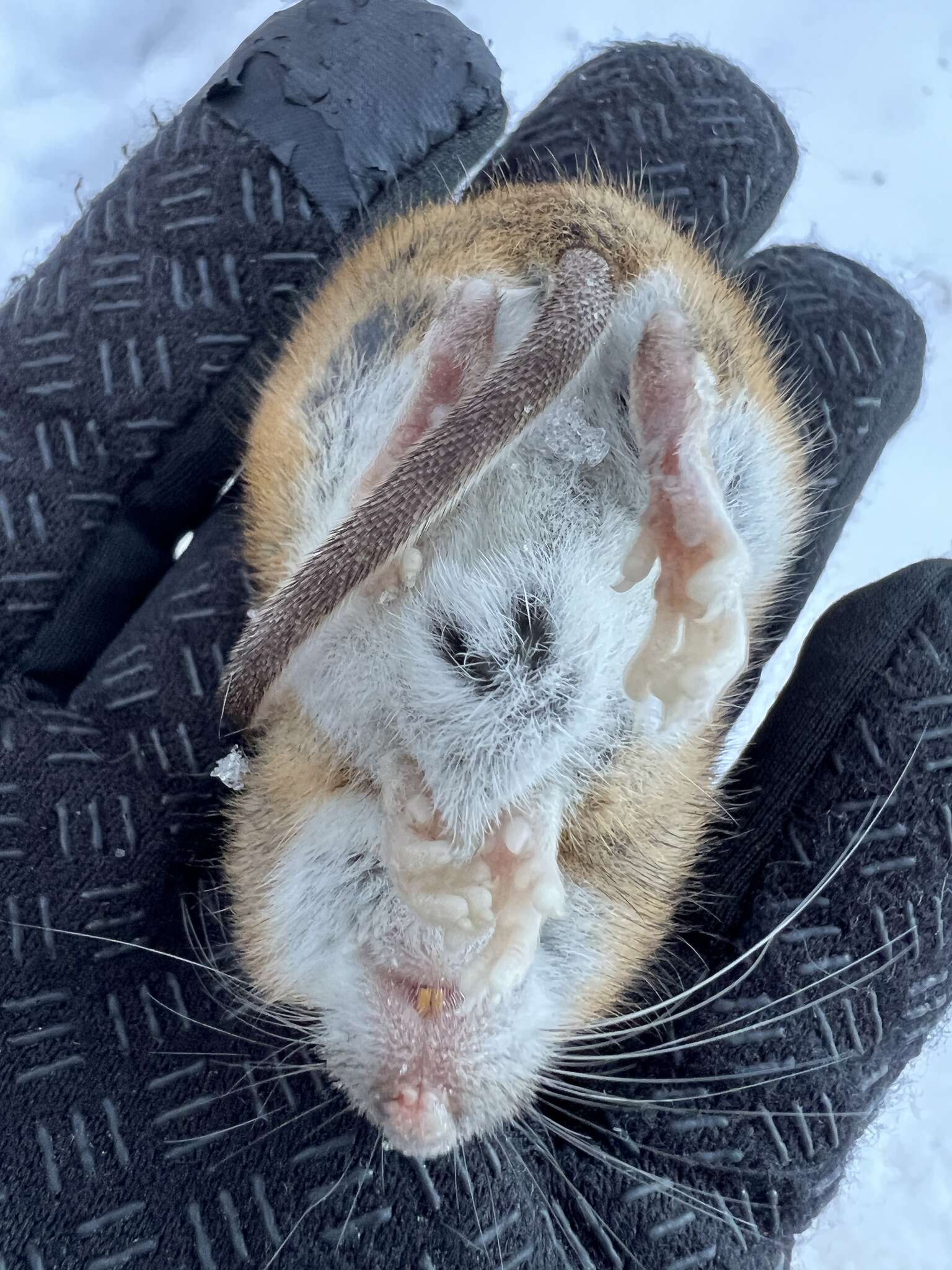 Image of Herb Field Mouse