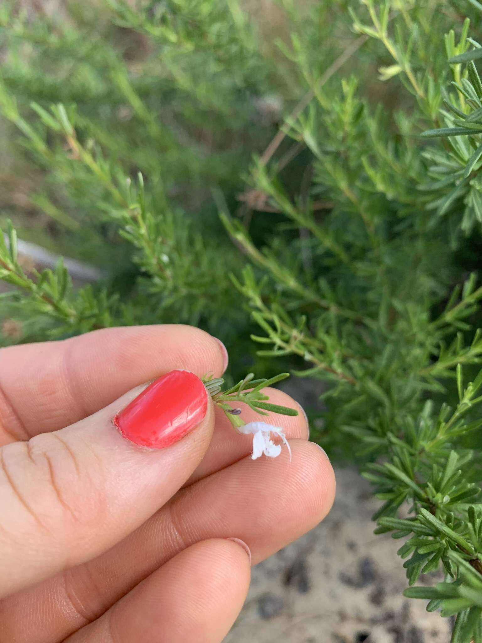 Image of Apalachicola false rosemary