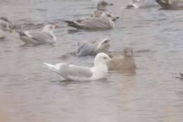 Image of Iceland gull