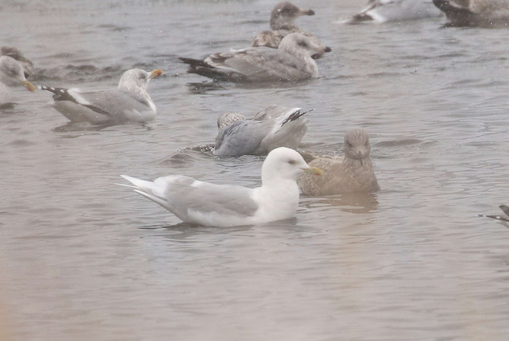 Image of Iceland gull