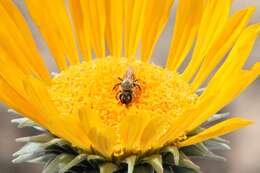 Image of Andrena balsamorhizae La Berge 1967