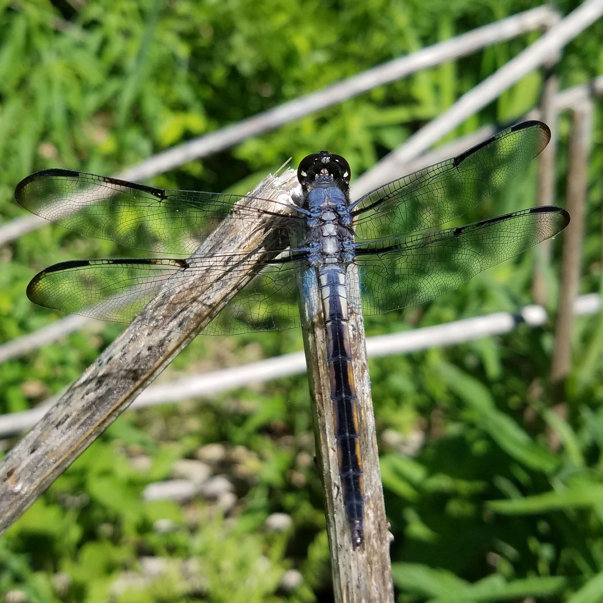 Image of Bar-winged Skimmer