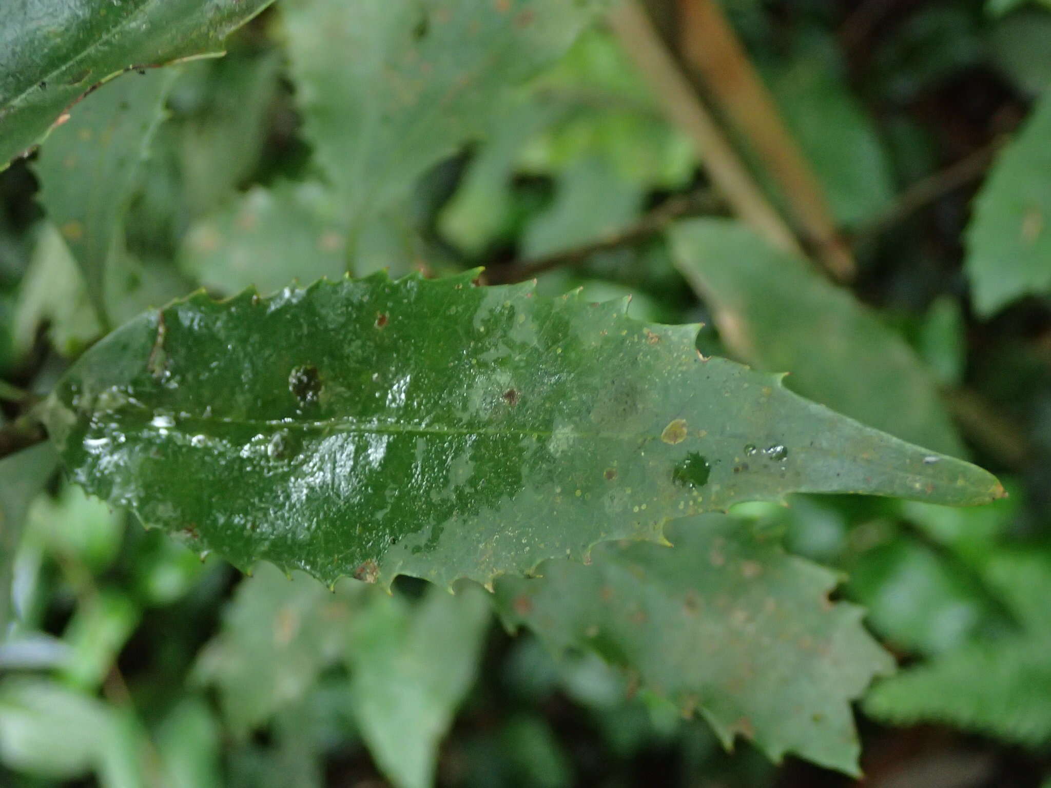 Image of Helicia cochinchinensis Lour.