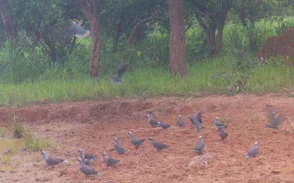 Image of White-naped pigeon