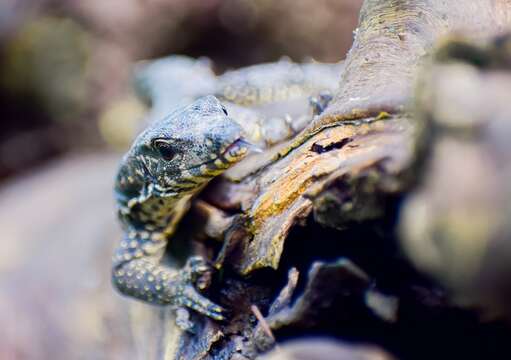 Image of Varanus palawanensis Koch, Gaulke & Böhme 2010