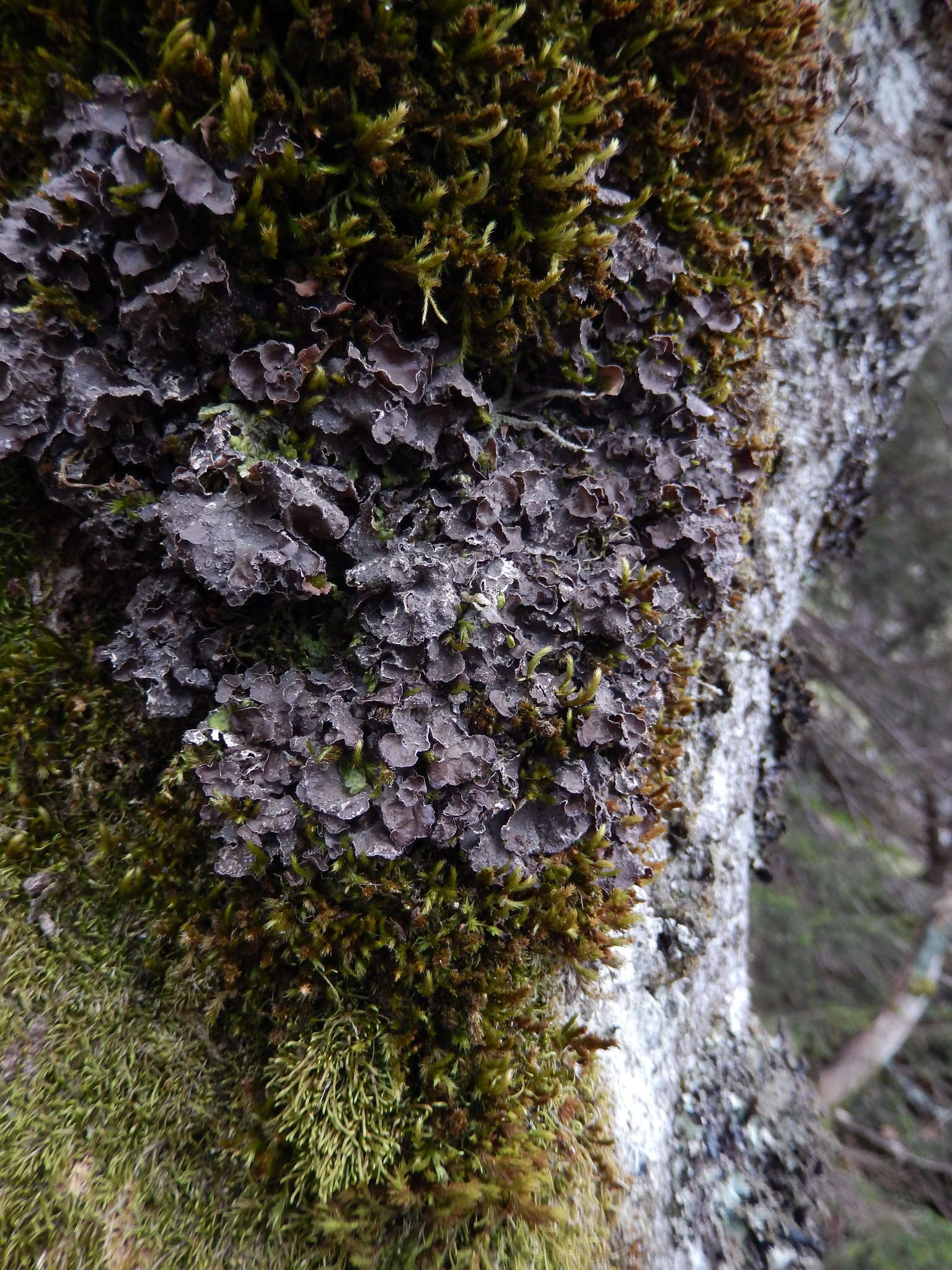 Image of spotted felt lichen