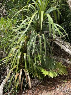 Image of Freycinetia baueriana Endl.