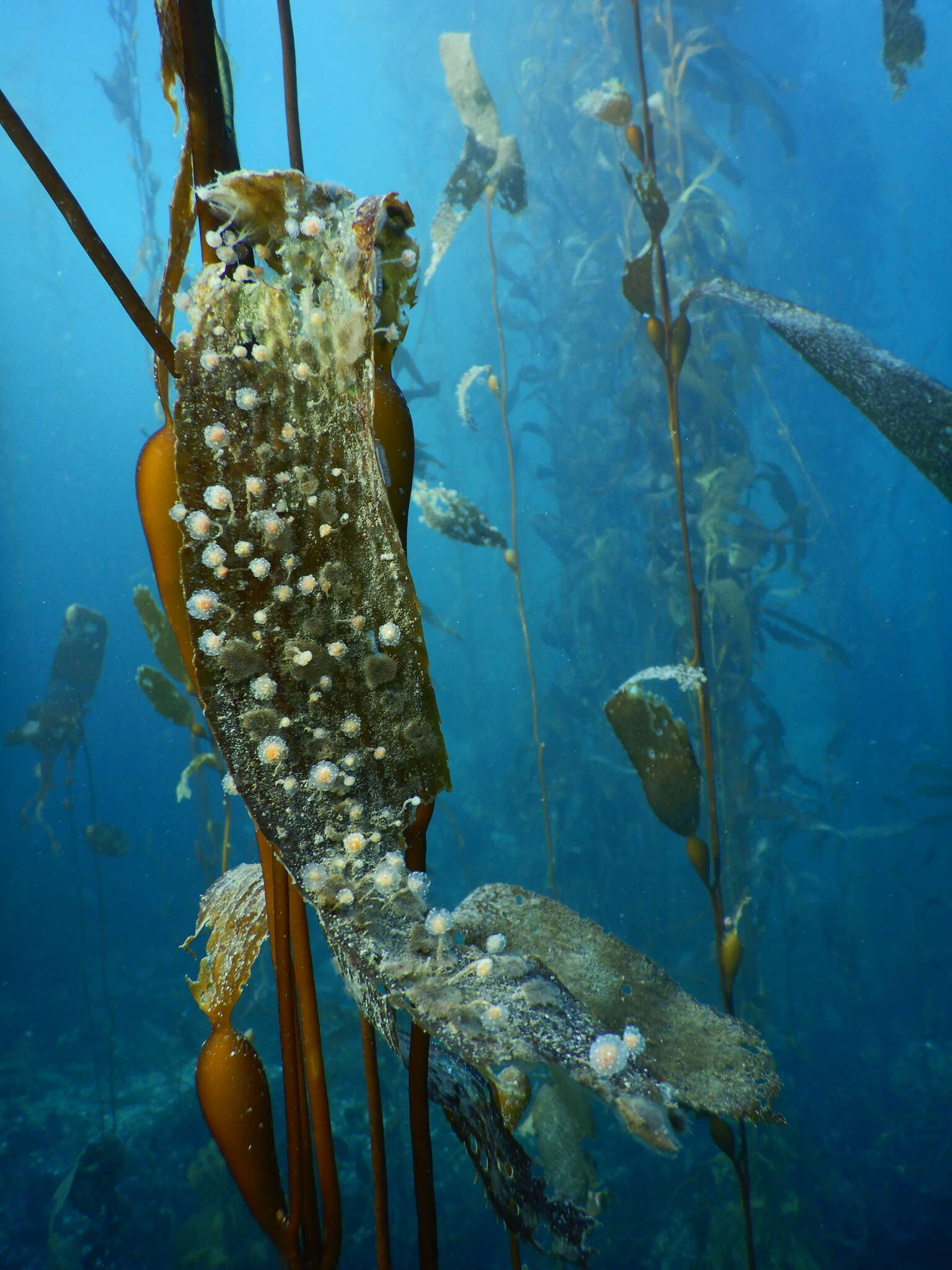 Image of Sycozoa gaimardi (Herdman 1886)