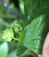 Image of hammock shrubverbena