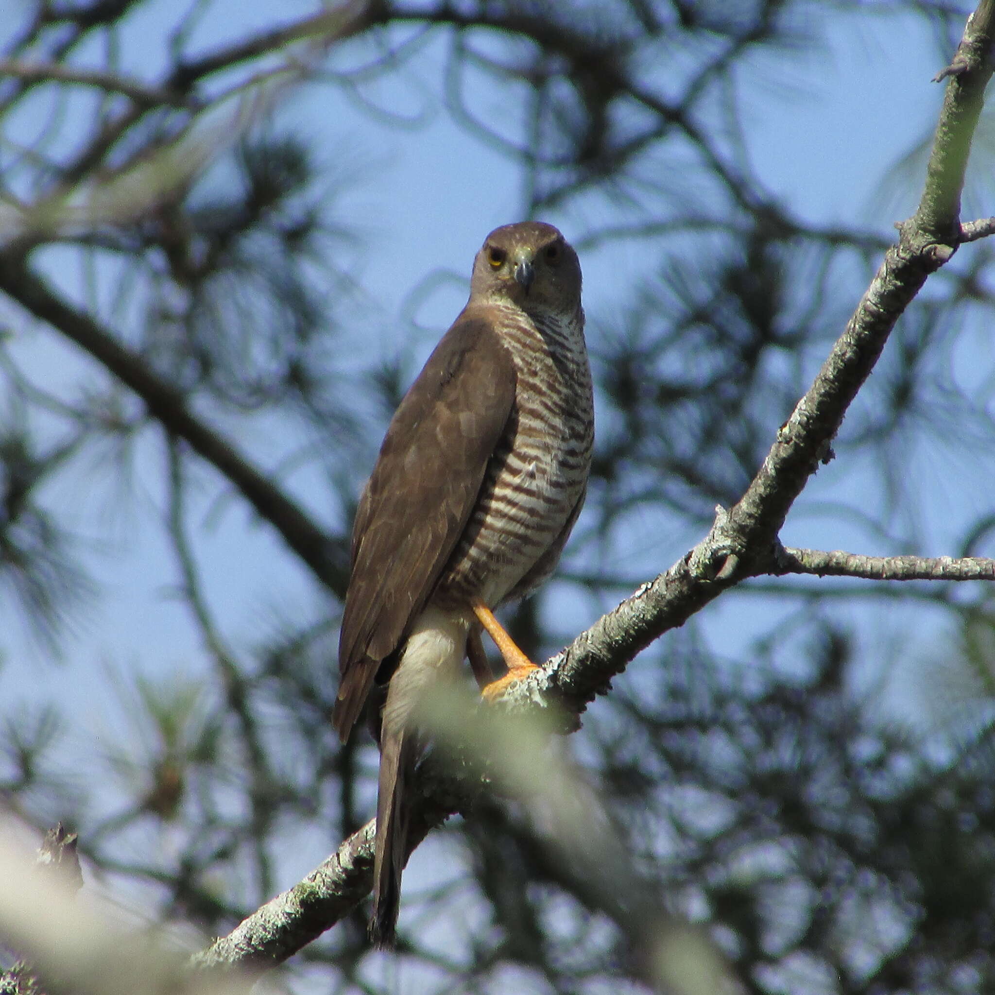 Accipiter tachiro (Daudin 1800)的圖片