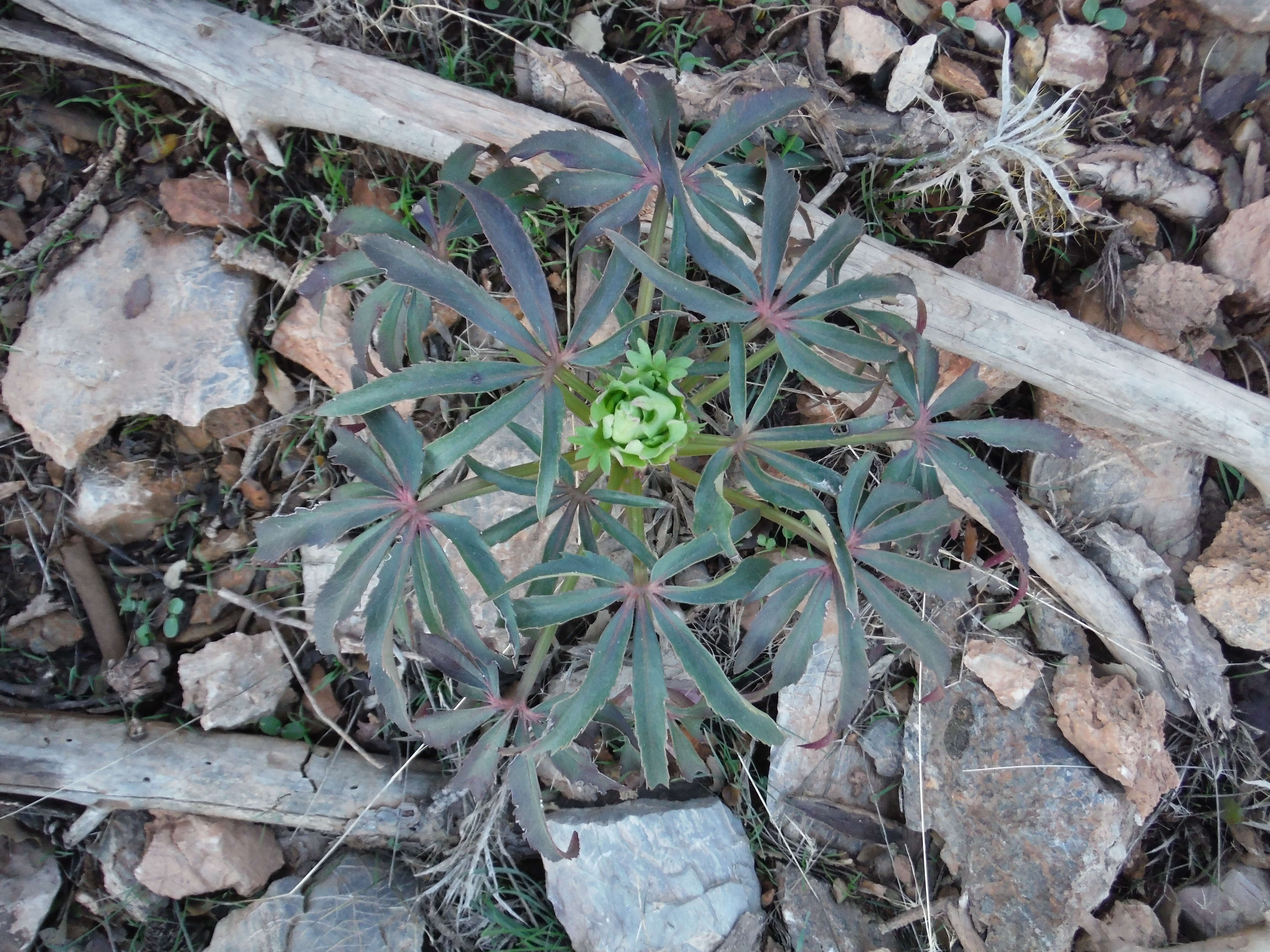 Image of Stinking Hellebore