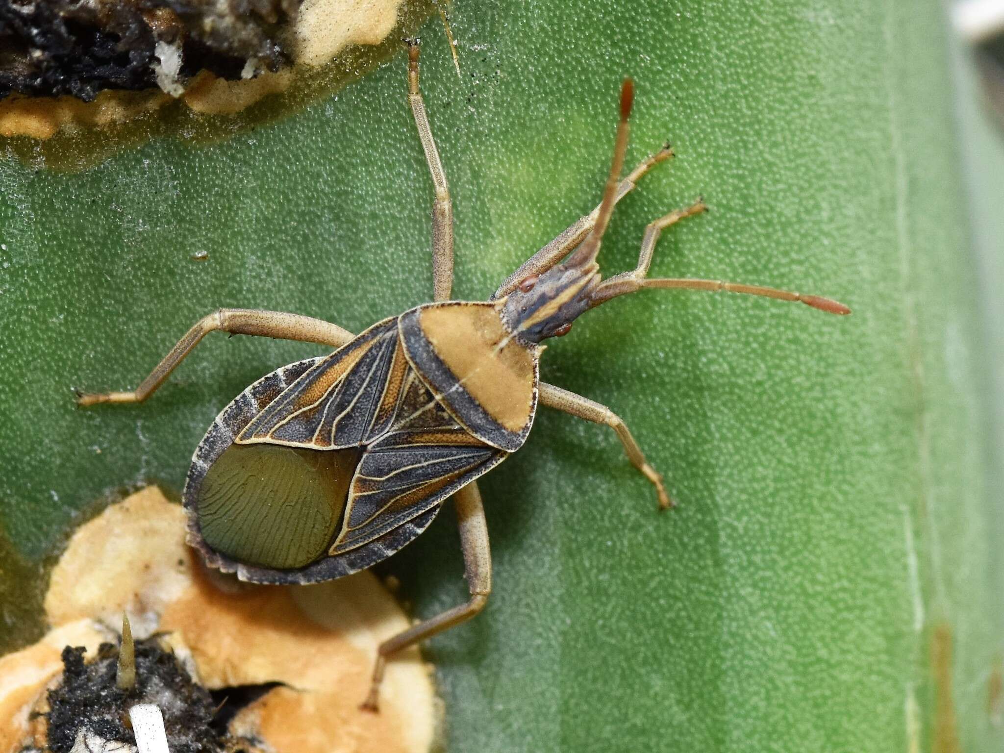 Image of Chelinidea tabulata (Burmeister 1835)