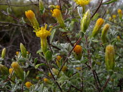 Image of Pteronia incana (Burm. fil.) DC.