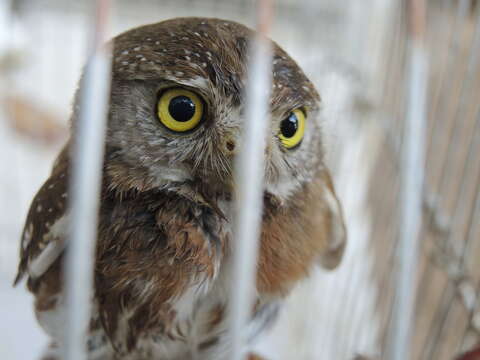 Image of Colima Pygmy Owl