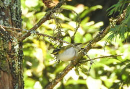 Image of Lemon-rumped Warbler